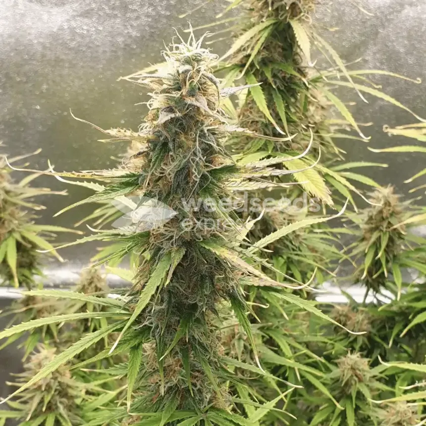 Girl Scout Cookies Auto by WeedSeedsExpress grown by Mosquito_Haarlem_Holland