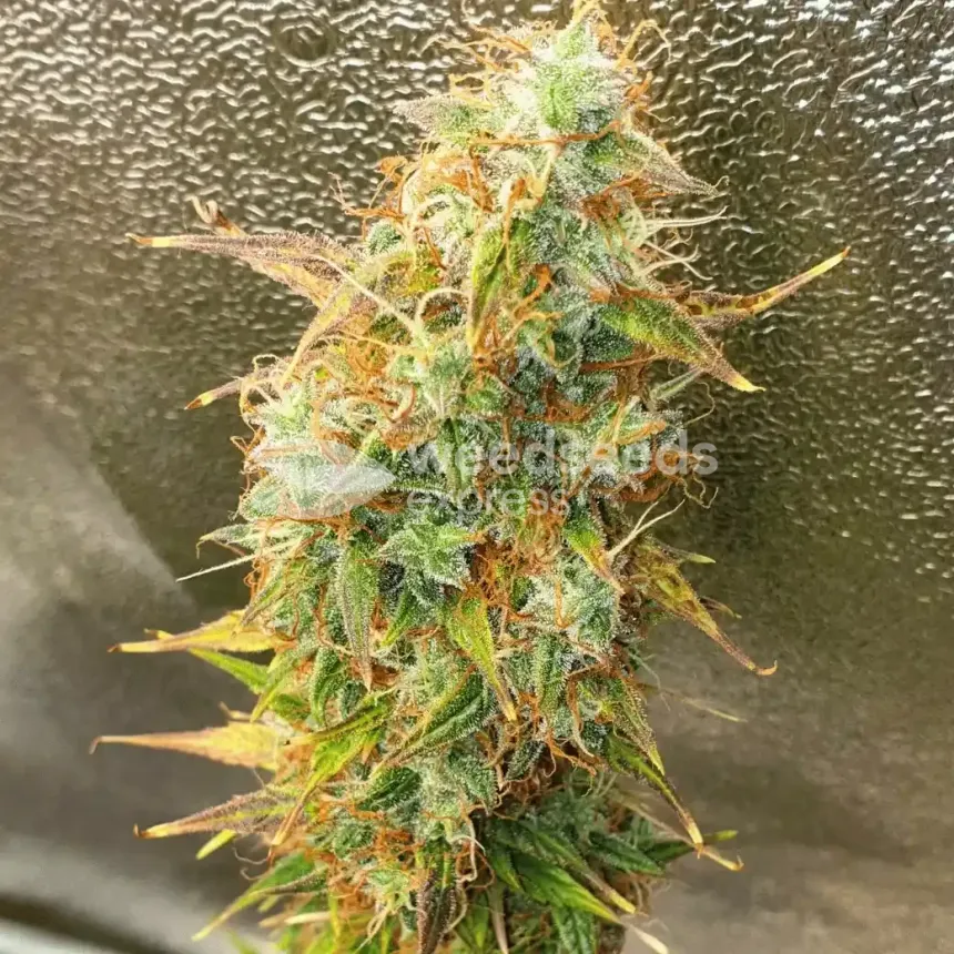Girl Scout Cookies Auto by WeedSeedsExpress grown by Mosquito_Haarlem_Holland