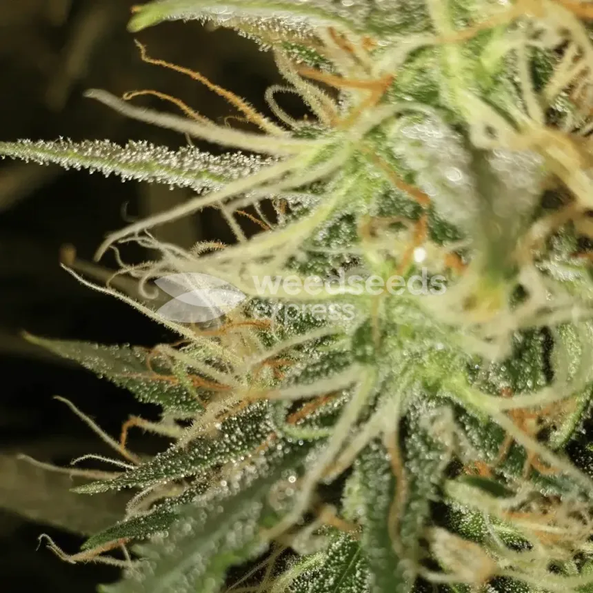 Girl Scout Cookies Auto by WeedSeedsExpress grown by Mosquito_Haarlem_Holland