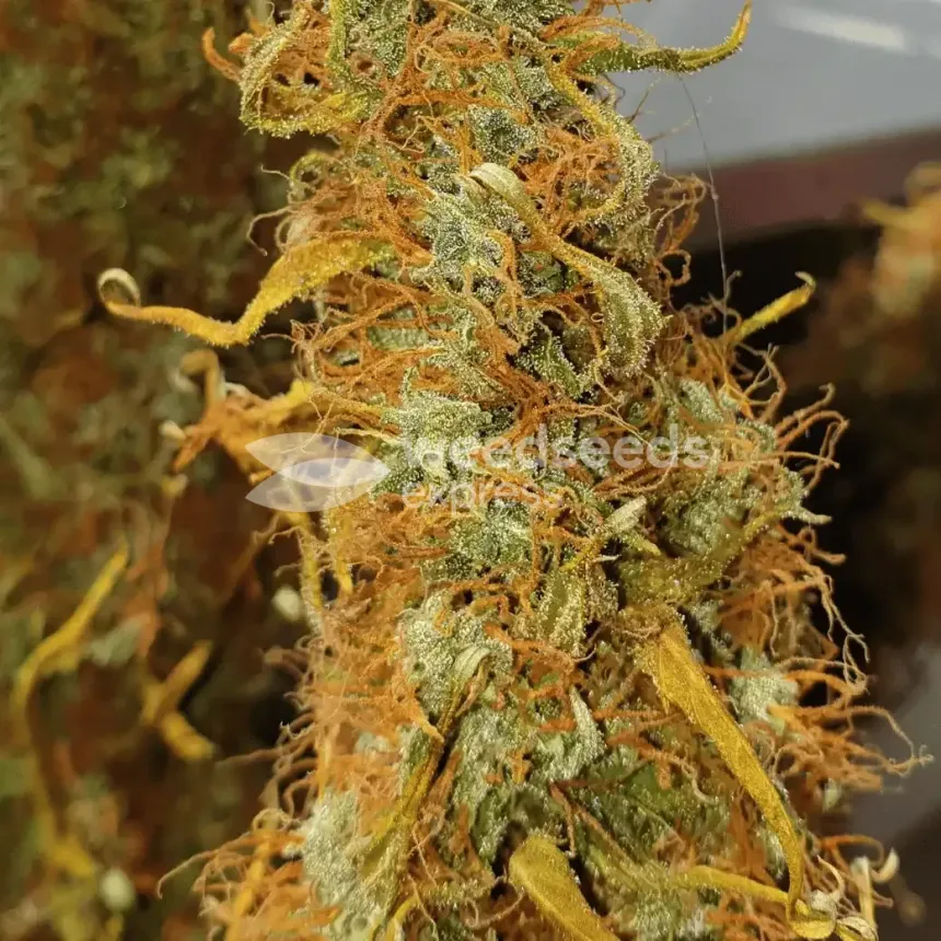 Girl Scout Cookies Auto by WeedSeedsExpress grown by Mosquito_Haarlem_Holland