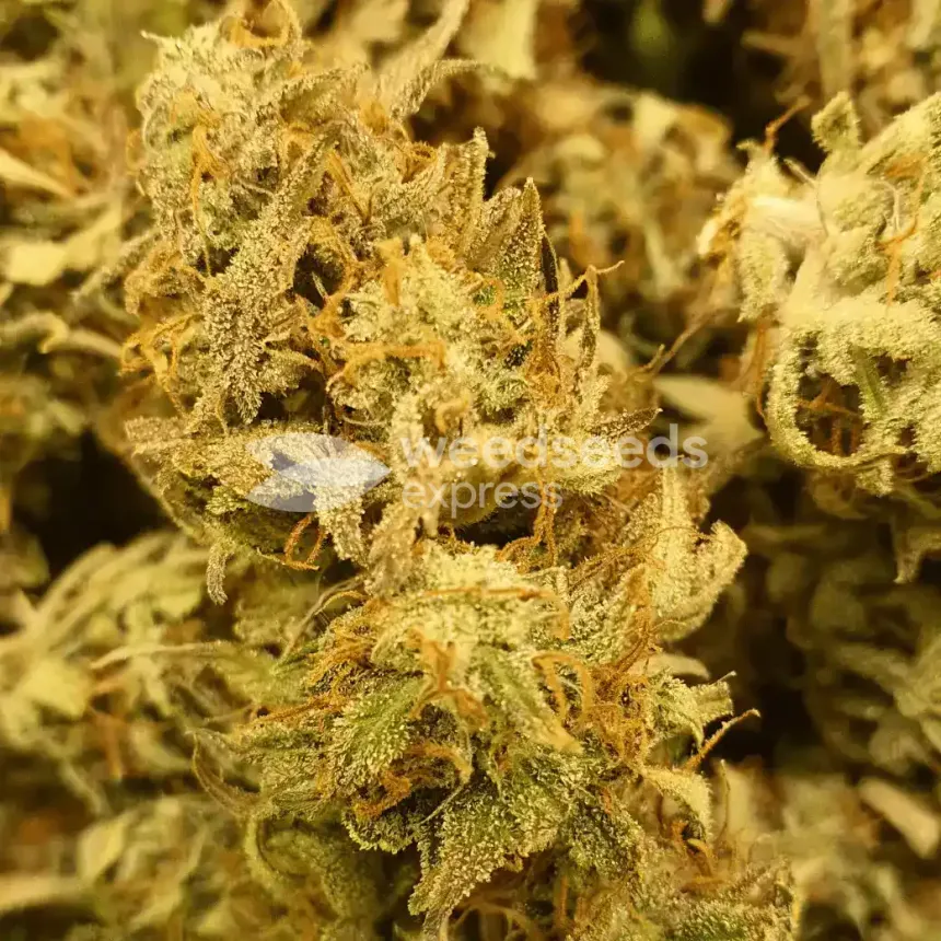 Girl Scout Cookies Auto by WeedSeedsExpress grown by cannabeast40weed