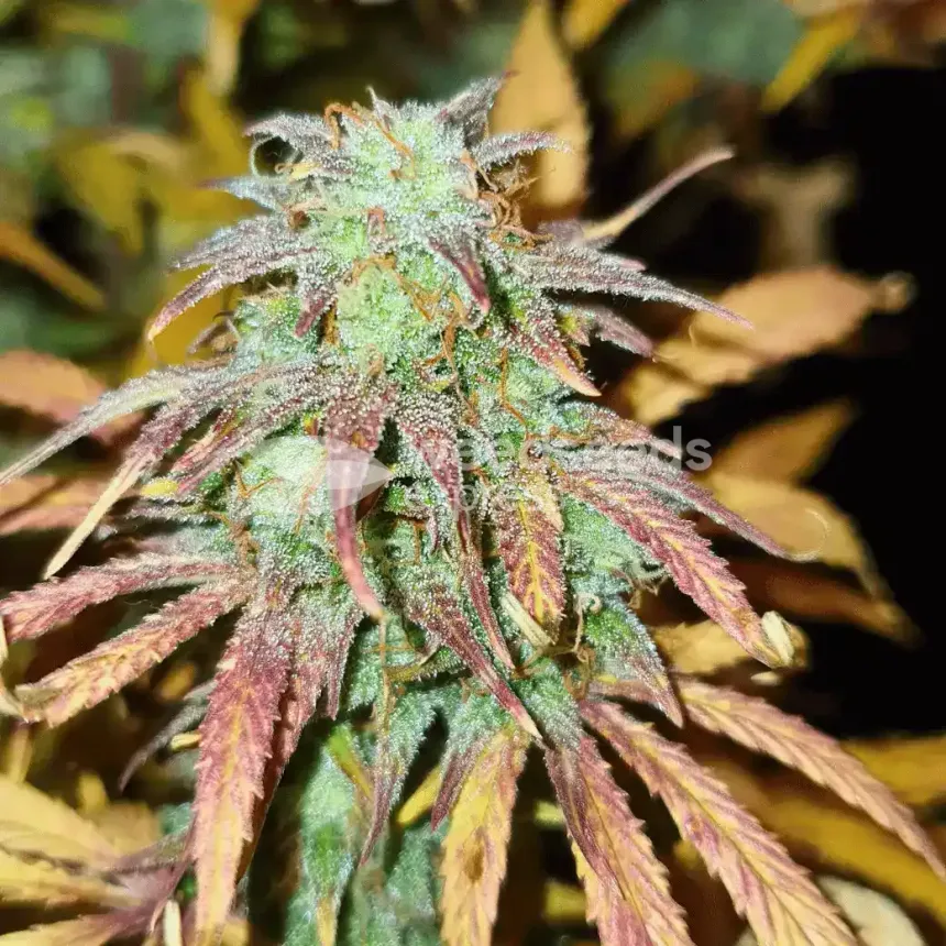 Girl Scout Cookies Auto by WeedSeedsExpress grown by cannabeast40weed