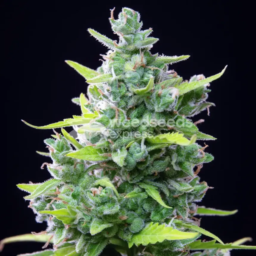 Girl Scout Cookies Auto by WeedSeedsExpress grown by cannabeast40weed