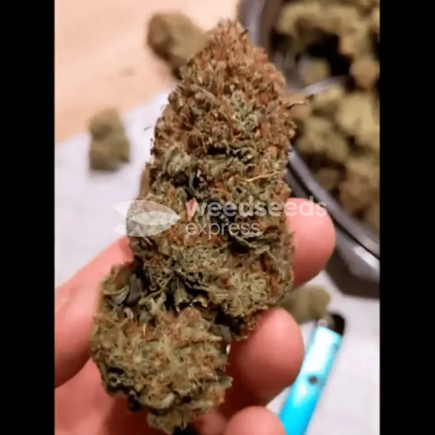 Girl Scout Cookies by WeedSeedsExpress from YouTube