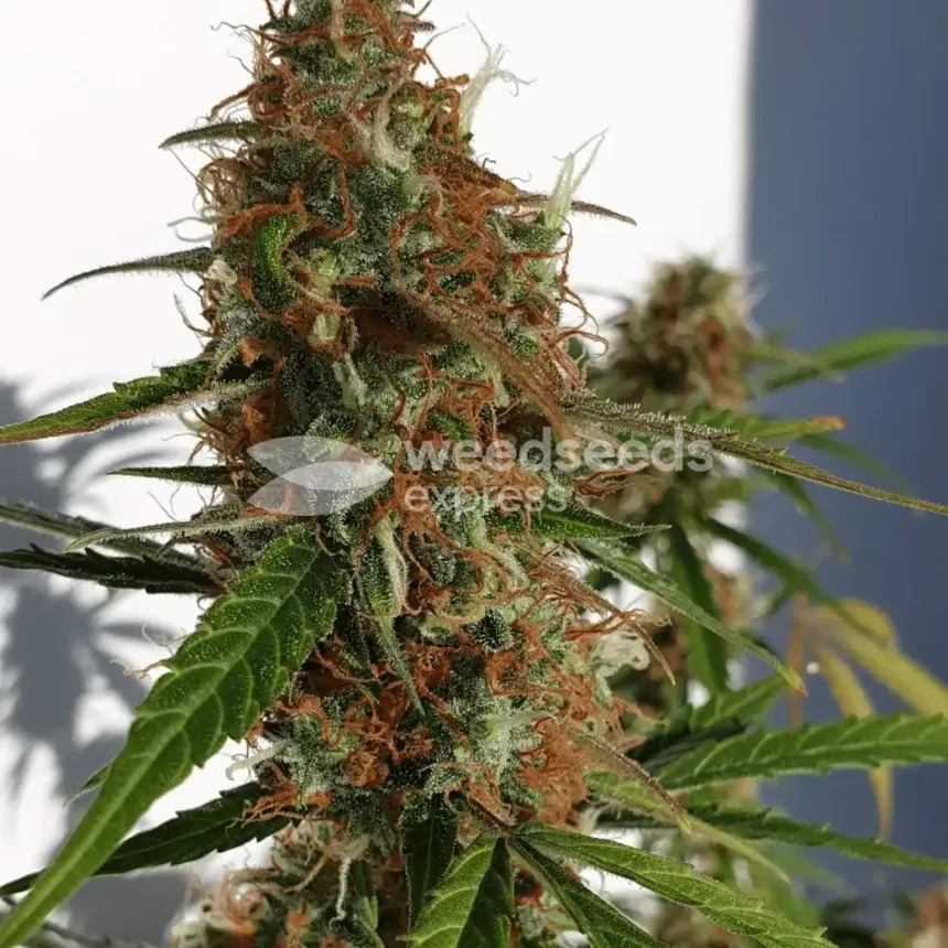 Gorilla Glue Auto by WeedSeedsExpress grown by Mosquito_Haarlem_Holland