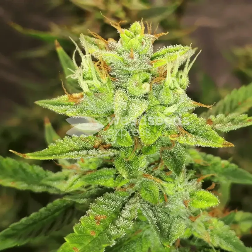 Gorilla Glue Auto by WeedSeedsExpress grown by Rock_n_Roll_Randy