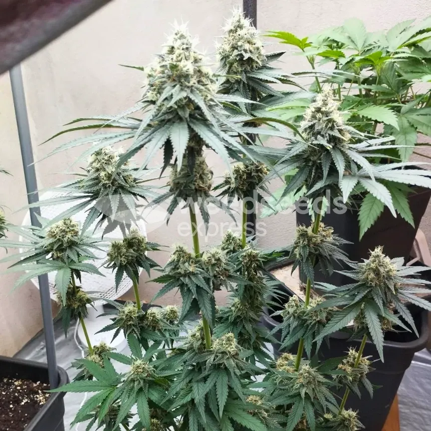 Granddaddy Purple Feminized by WeedSeedsExpress grown by Budbrewerz