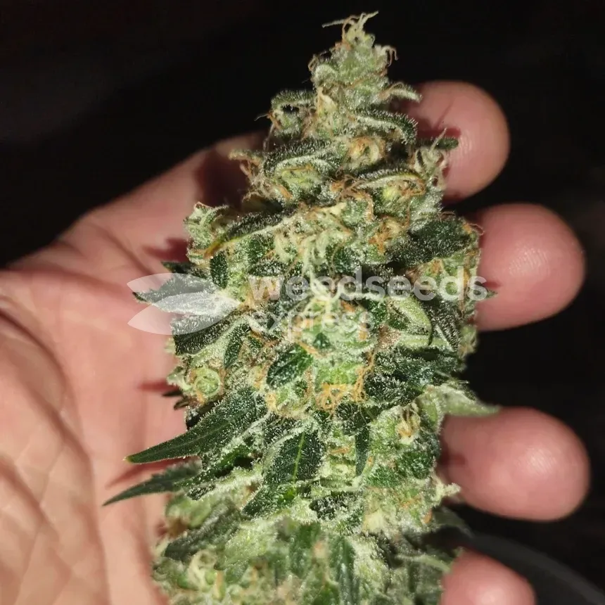 Granddaddy Purple Feminized by WeedSeedsExpress grown by Budbrewerz