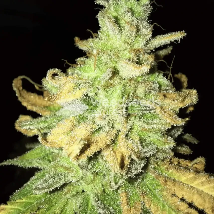 Green Crack by WeedSeedsExpress grown by Rock_n_Roll_Randy