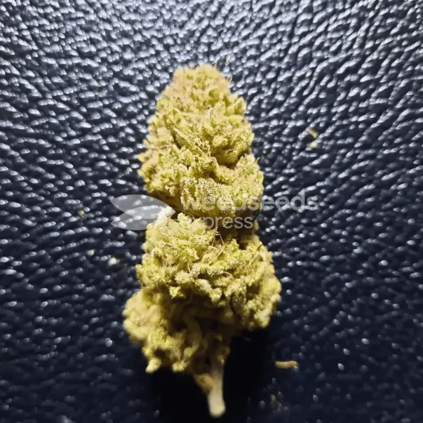 Green Crack by WeedSeedsExpress grown by Rock_n_Roll_Randy