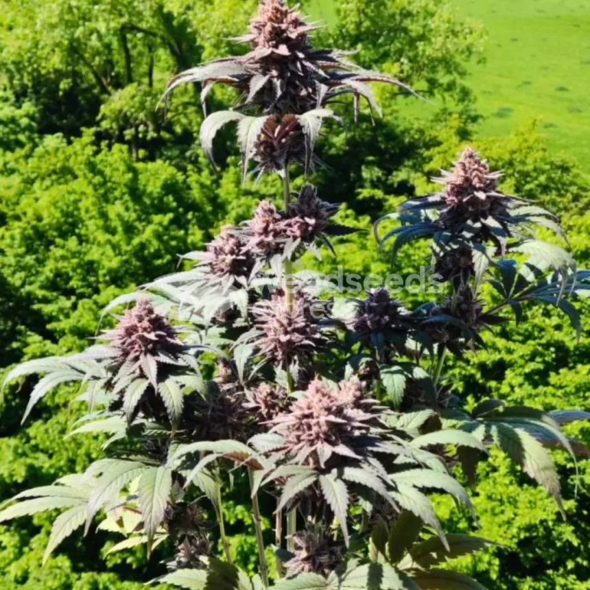 Gush Mints Feminized by WeedSeedsExpress grown by Skunkydog420