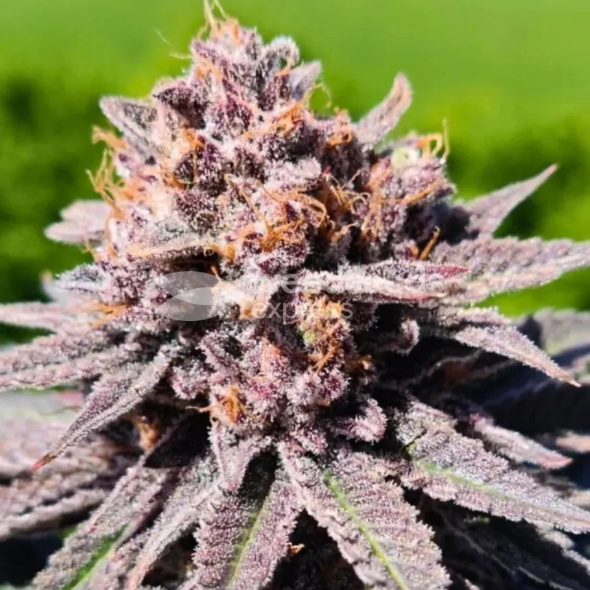 Gush Mints Feminized by WeedSeedsExpress grown by Skunkydog420