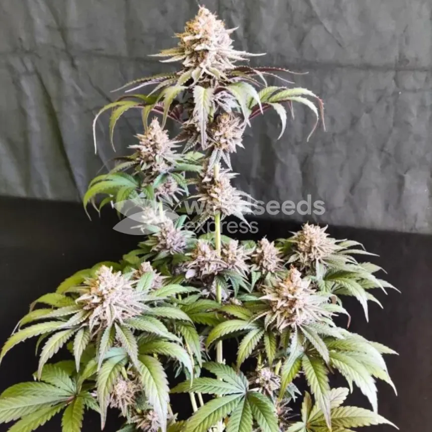 Gush Mints Feminized by WeedSeedsExpress grown by Skunkydog420