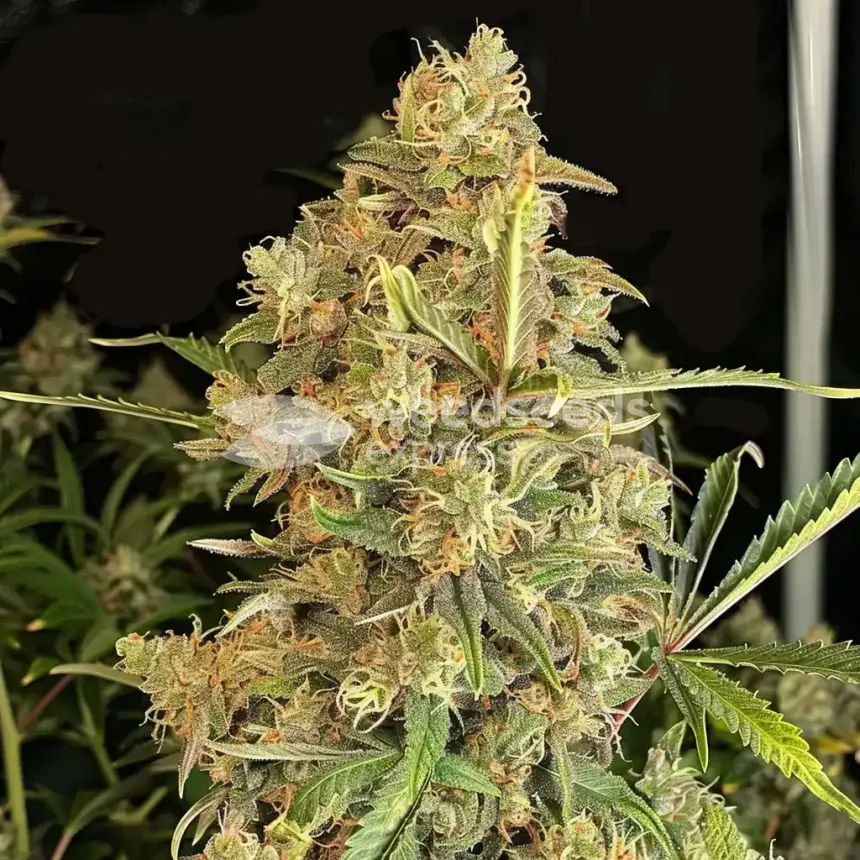 Headband Feminized by WeedSeedsExpress grown by WSE