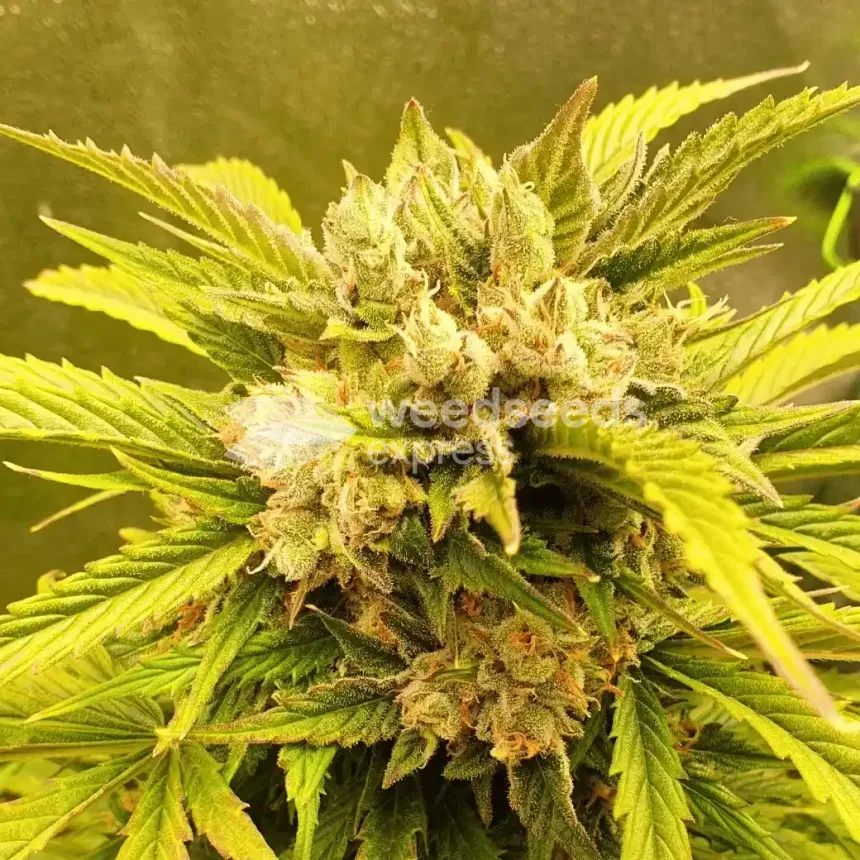 Hellfire OG Auto by WeedSeedsExpress grown by  Mosquito_Haarlem_Holland