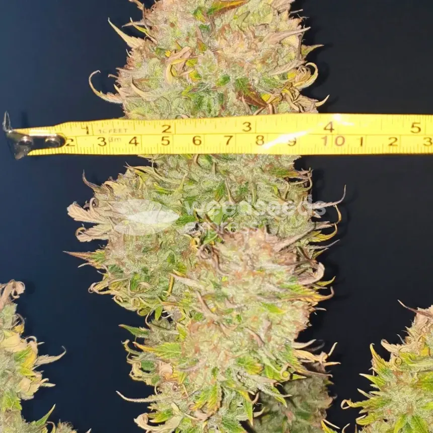 Hellfire OG Auto by WeedSeedsExpress grown by  Mosquito_Haarlem_Holland