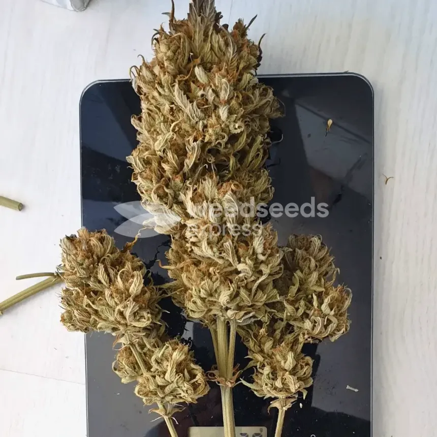 Hellfire OG Auto by WeedSeedsExpress grown by  Mosquito_Haarlem_Holland