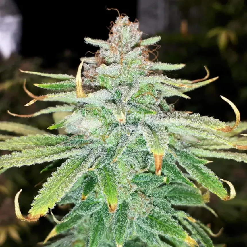 Ice Cream Cake Feminized by WeedSeedsExpress grown by Rock_n_Roll_Randy