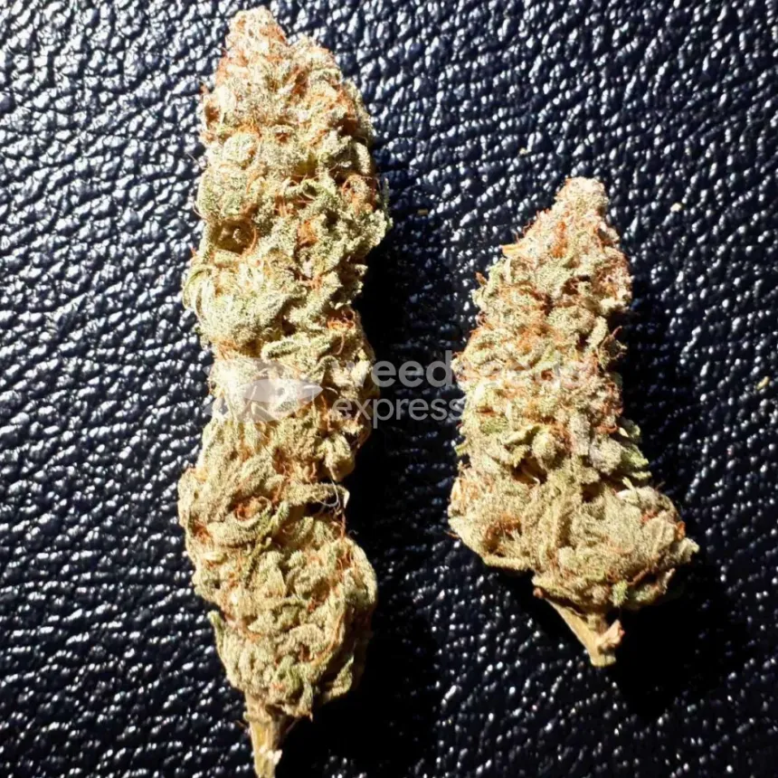 Ice Cream Cake Feminized by WeedSeedsExpress grown by Rock_n_Roll_Randy