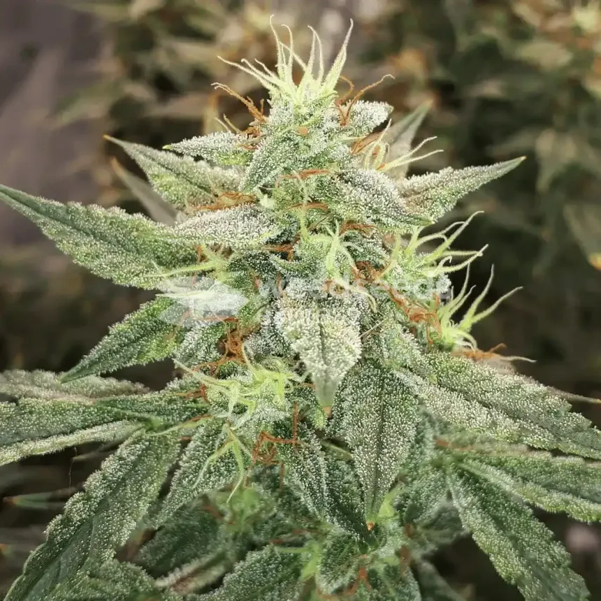 Lemon Auto by WeedSeedsExpress grown by Rock_n_Roll_Randy