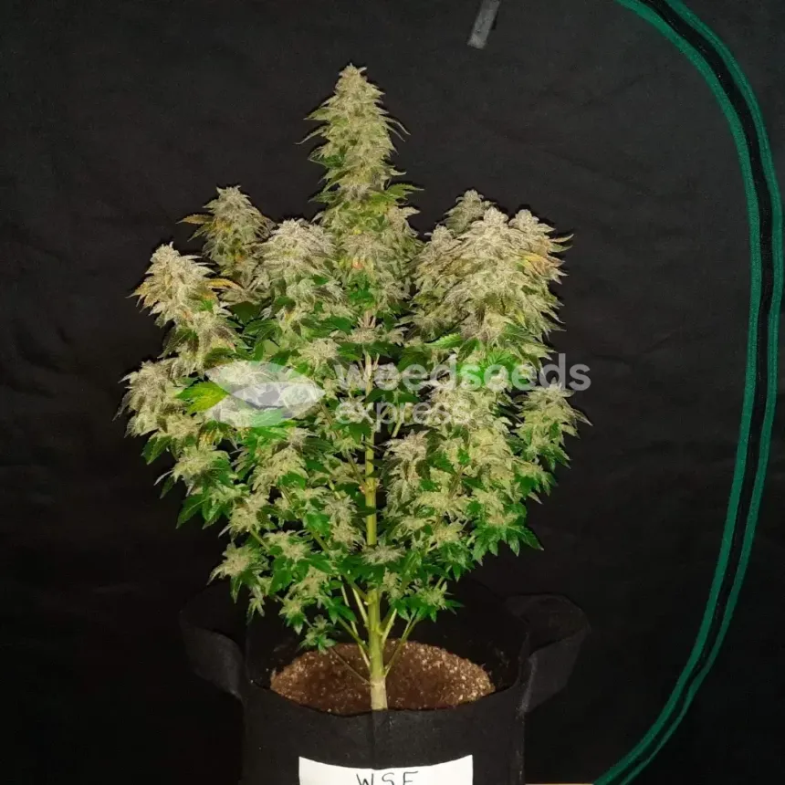 Lithium OG Kush by WeedSeedsExpress grown by Rock_n_Roll_Randy