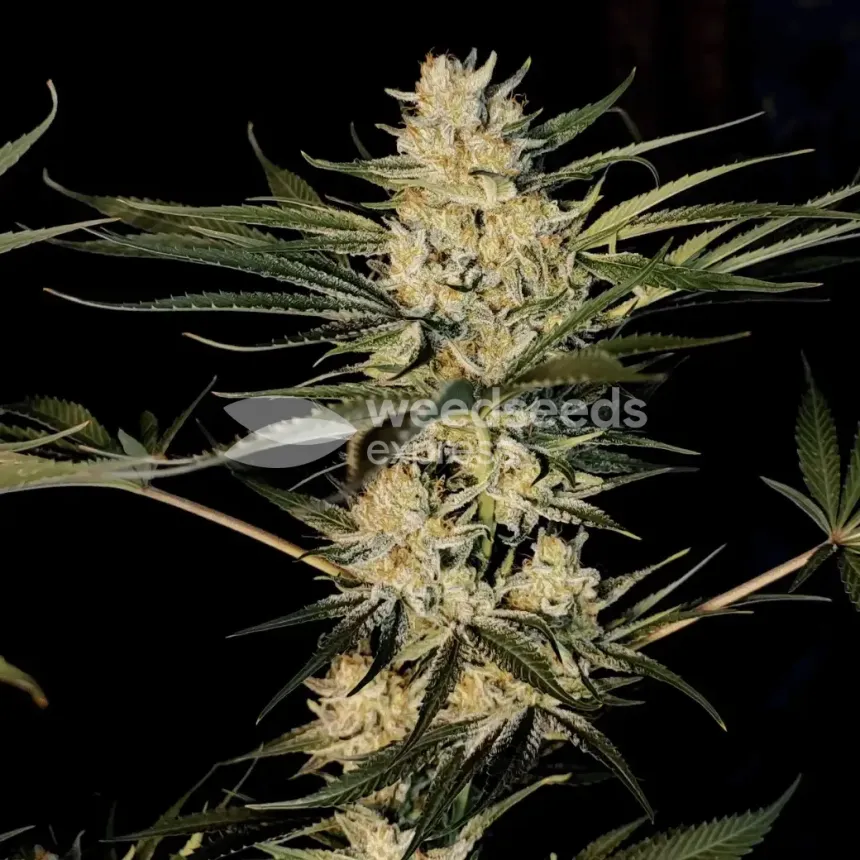 Lithium OG Kush by WeedSeedsExpress grown by Zurban_Poison
