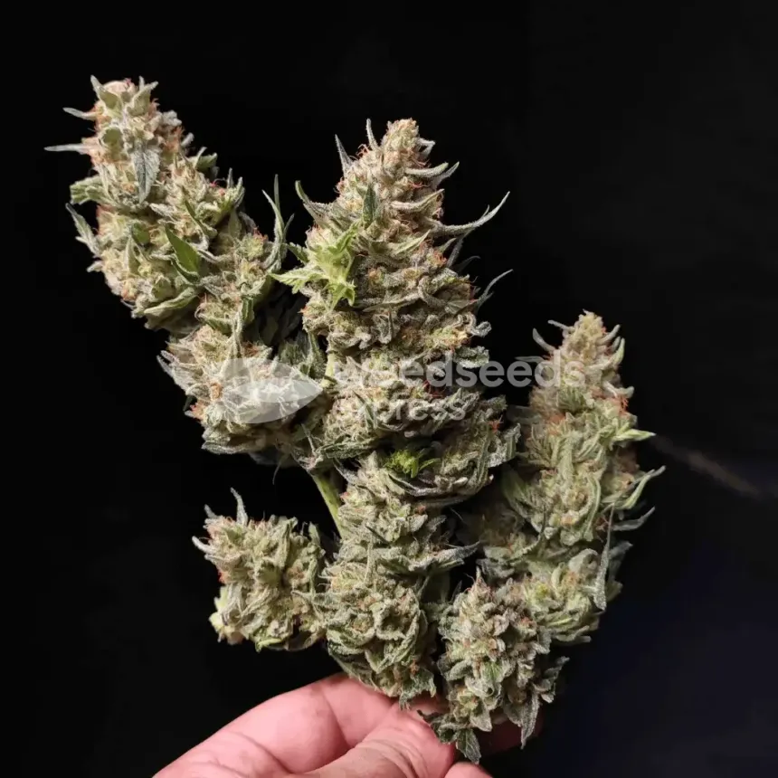 Lithium OG Kush by WeedSeedsExpress grown by Zurban_Poison