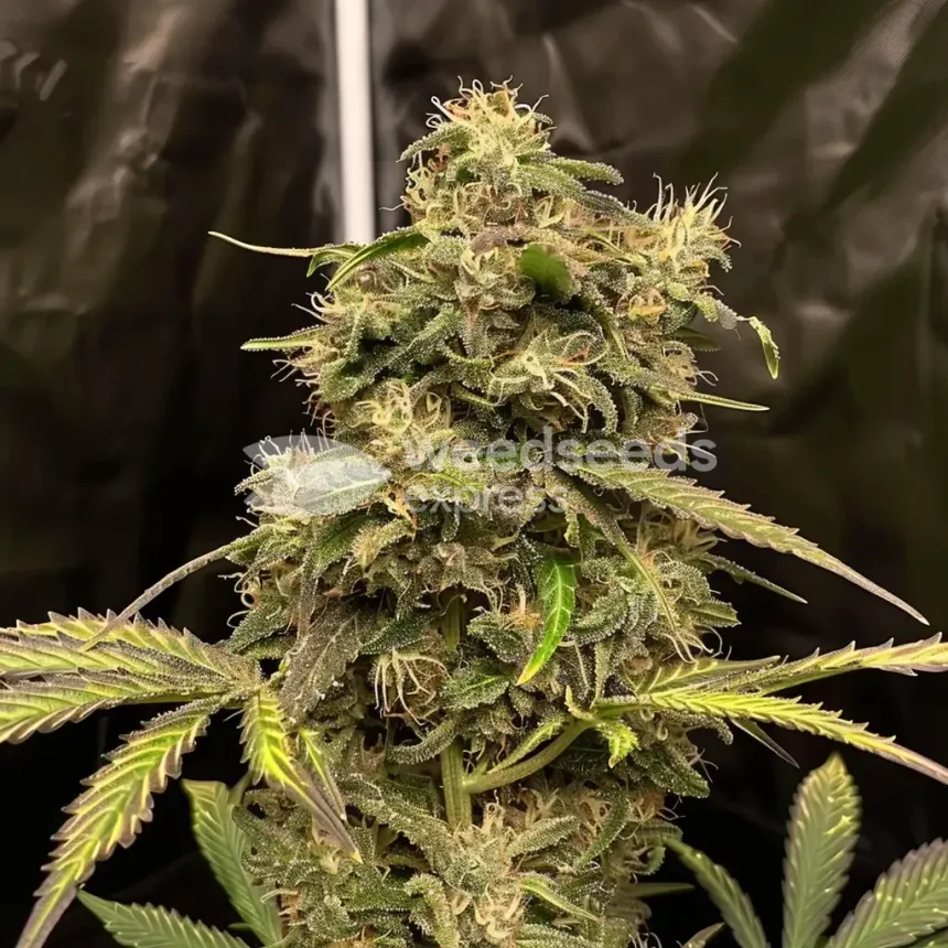 Mimosa Feminized by WeedSeedsExpress grown by WSE