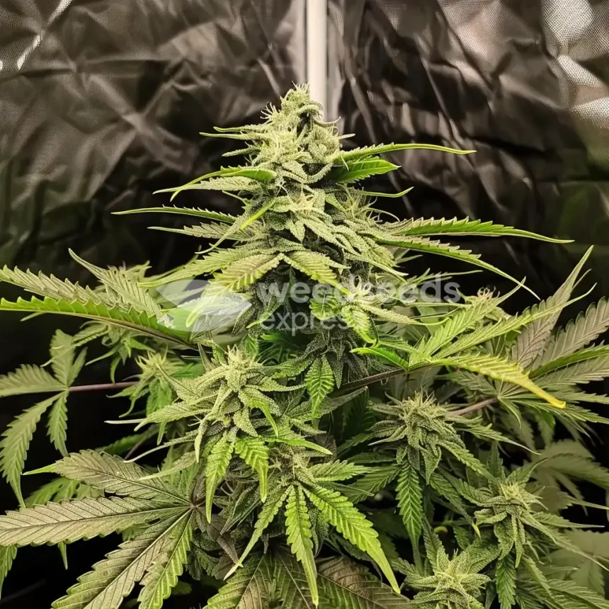 Northern Lights Feminized by WeedSeedsExpress grown by WSE