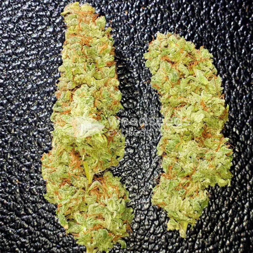Peanut Butter Breath Feminized by WeedSeedsExpress grown by Rock_n_Roll_Randy