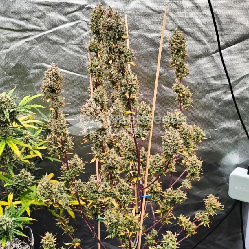 Permanent Marker Feminized by WeedSeedsExpress grown by Dabking