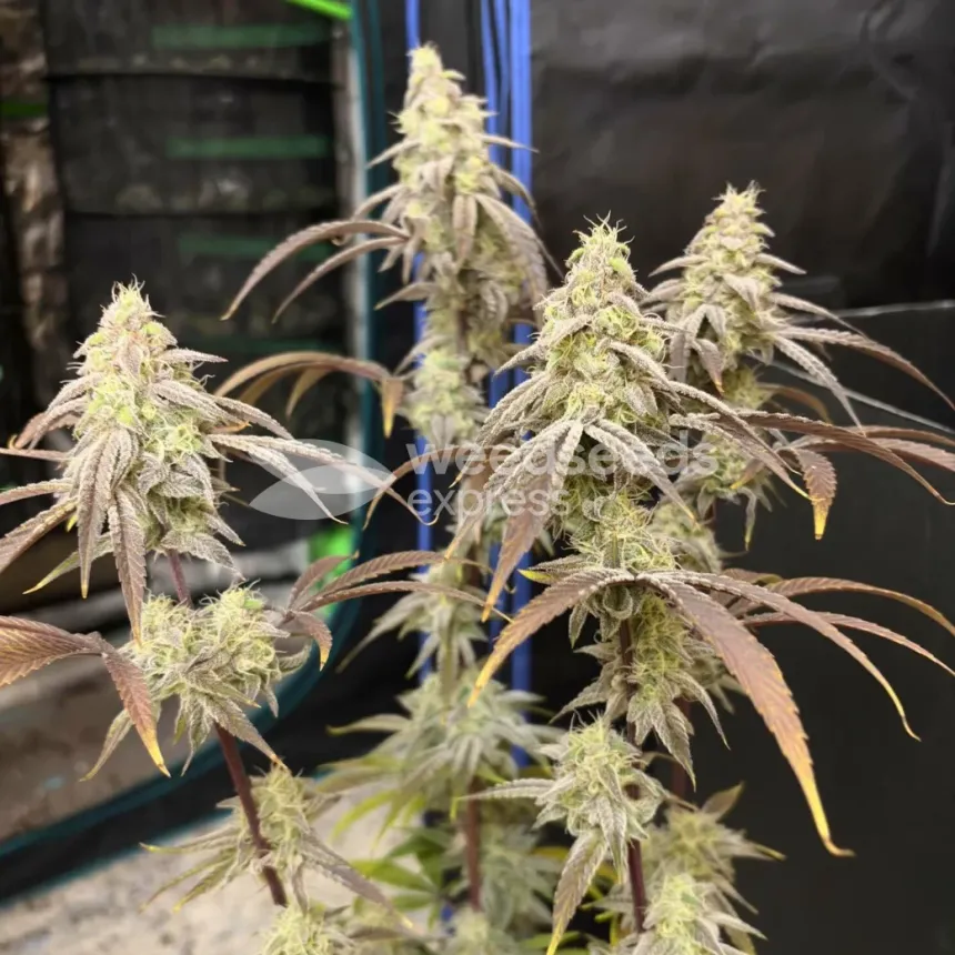 Permanent Marker Feminized by WeedSeedsExpress grown by Ninjabuds