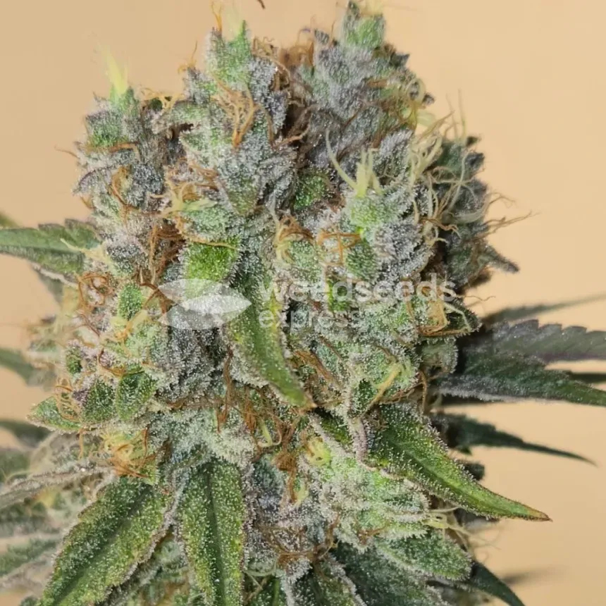 Permanent Marker Feminized by WeedSeedsExpress grown by Tropicannibis_Todd