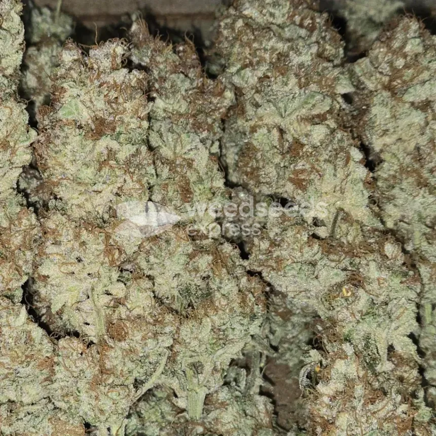 Permanent Marker Feminized by WeedSeedsExpress grown by Tropicannibis_Todd
