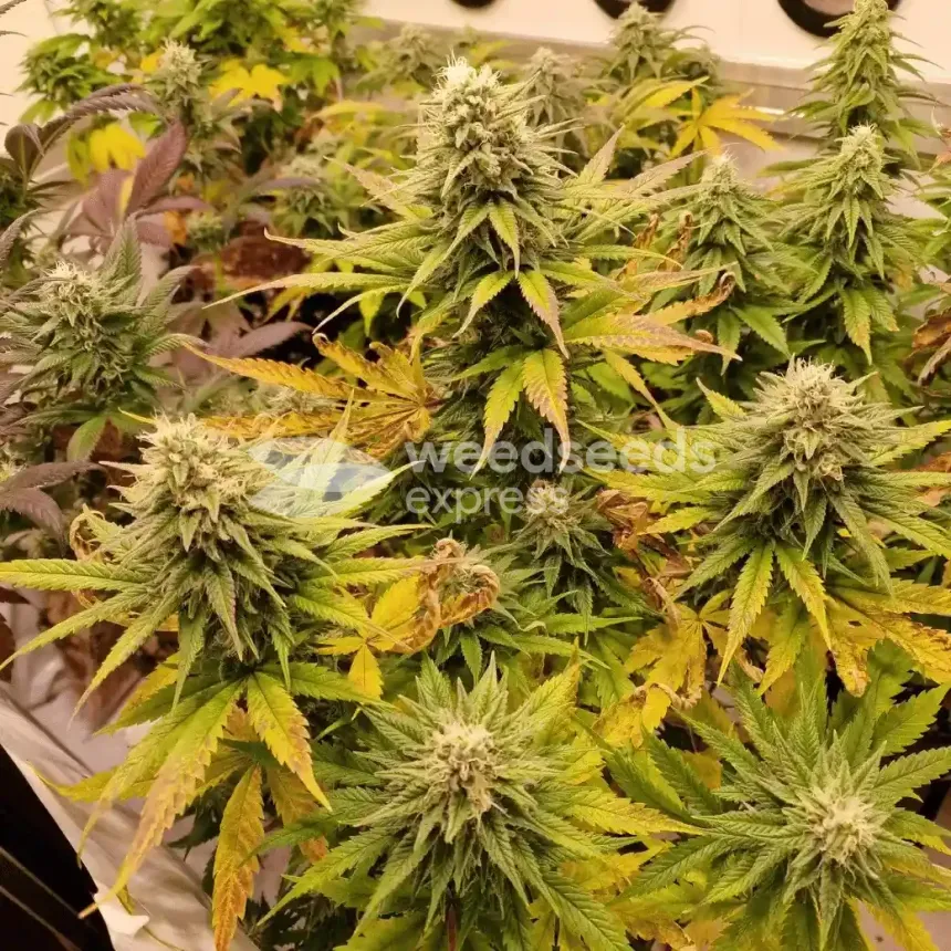 Pineapple Express by WeedSeedsExpress grown by CorinnaFarm