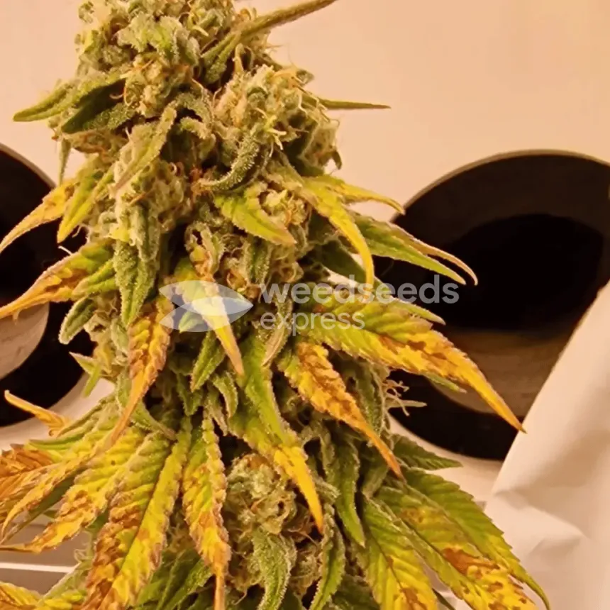 Pineapple Express by WeedSeedsExpress grown by CorinnaFarm