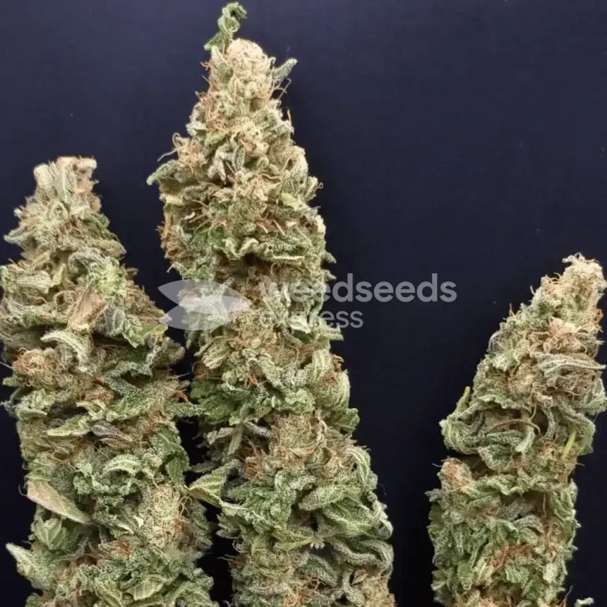 Pineapple Express by WeedSeedsExpress grown by CorinnaFarm