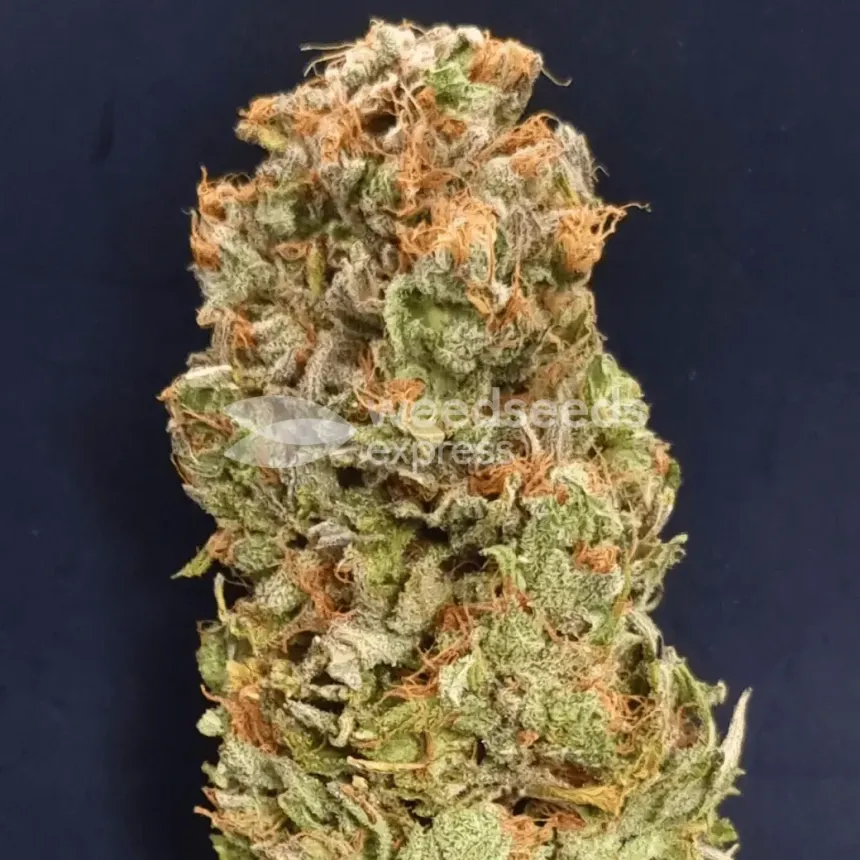 Pineapple Express by WeedSeedsExpress grown by CorinnaFarm