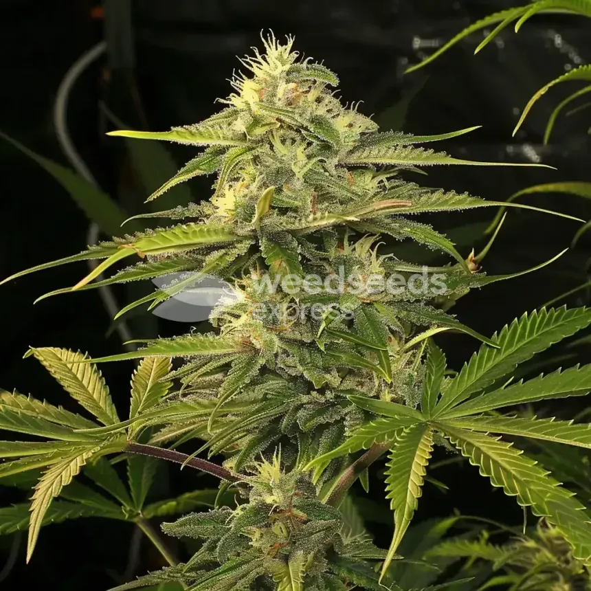 Power Kush Feminized by WeedSeedsExpress grown by WSE