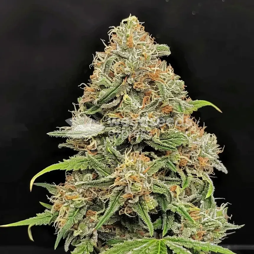 Rainbow Feminized by WeedSeedsExpress grown by WSE