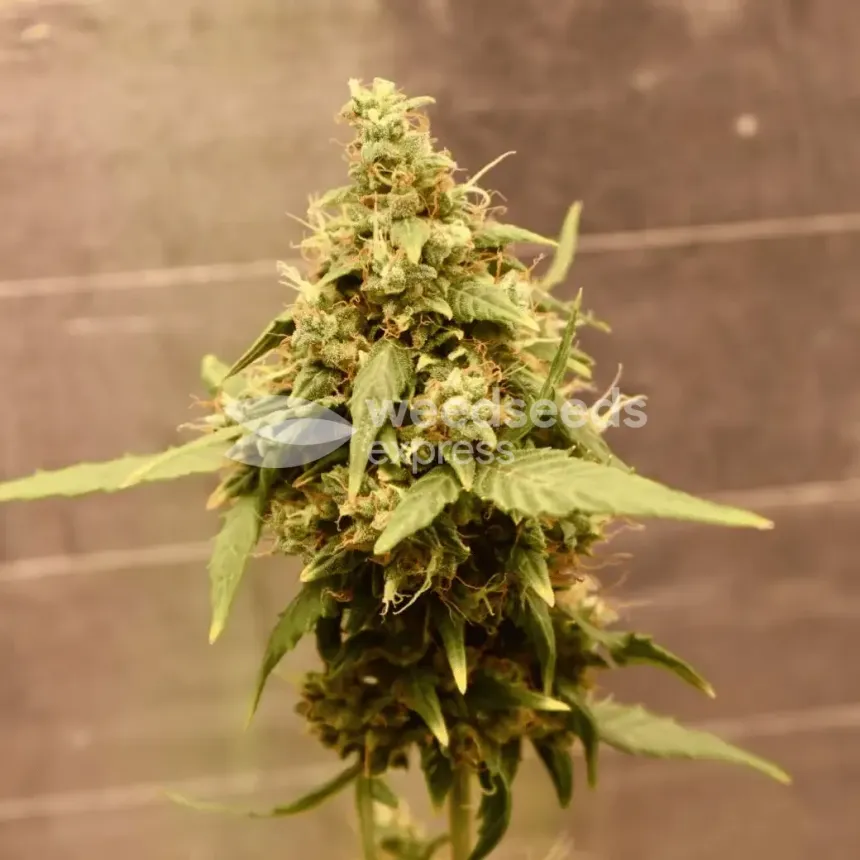 Santa Maria Auto by WeedSeedsExpress grown by Silky_smooth