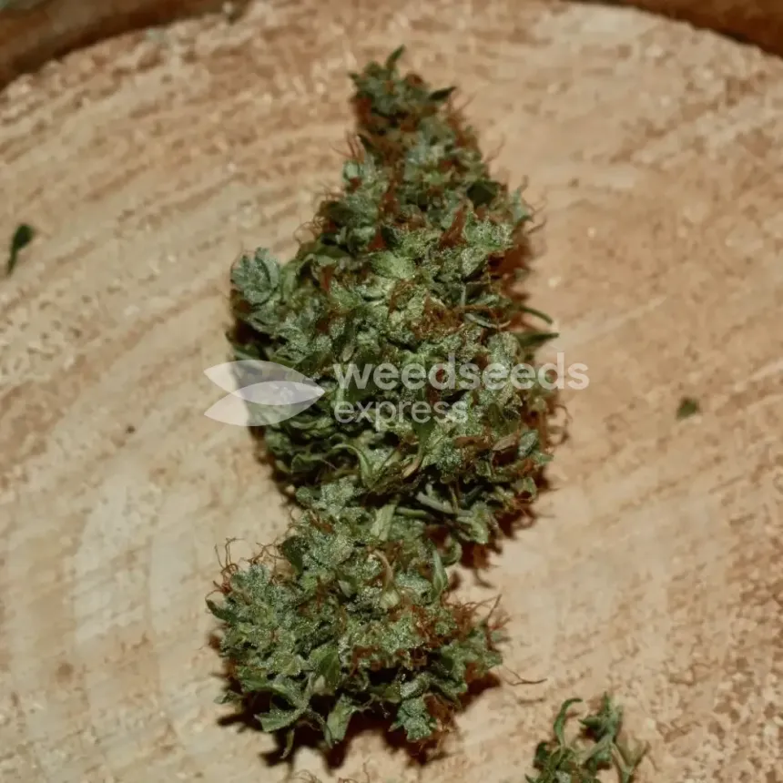 Santa Maria Auto by WeedSeedsExpress grown by Silky_smooth