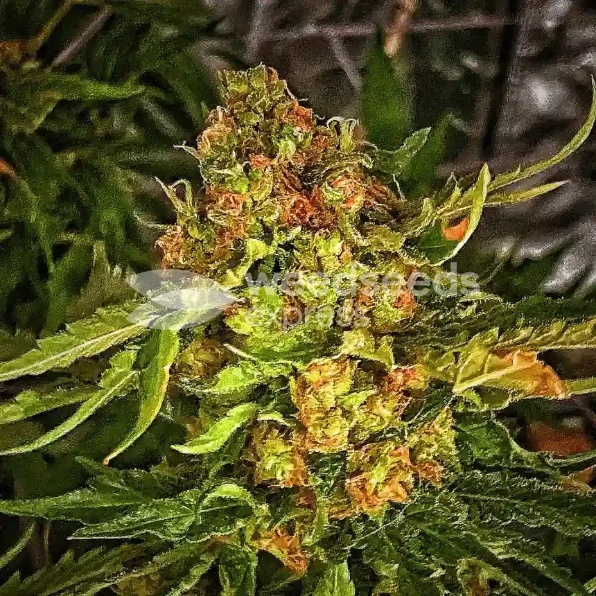 Sexxpot by WeedSeedsExpress grown by magamxbbweed