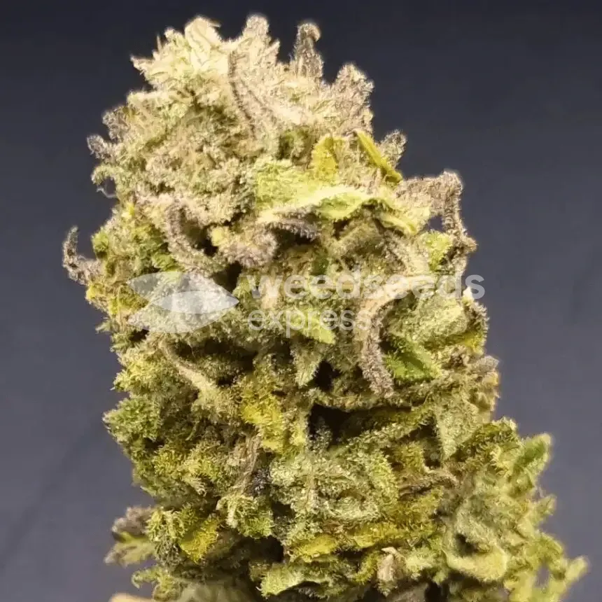 Sirius Black by WeedSeedsExpress grown by CorinnaFarm