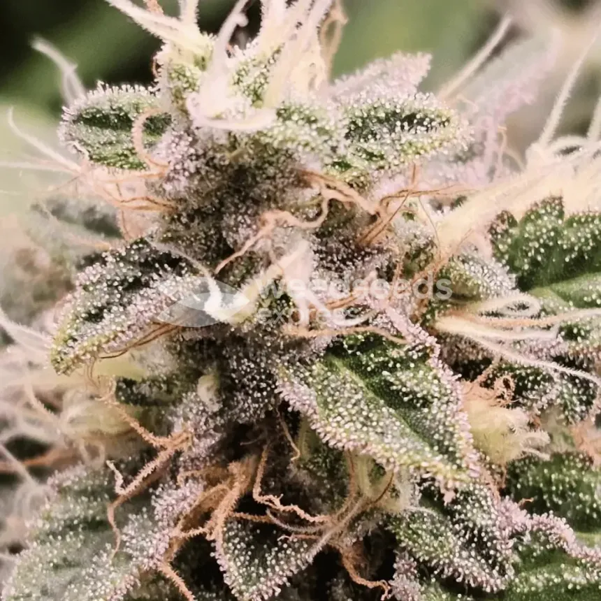 Sleepy Joe OG by WeedSeedsExpress grown by AsNoriu