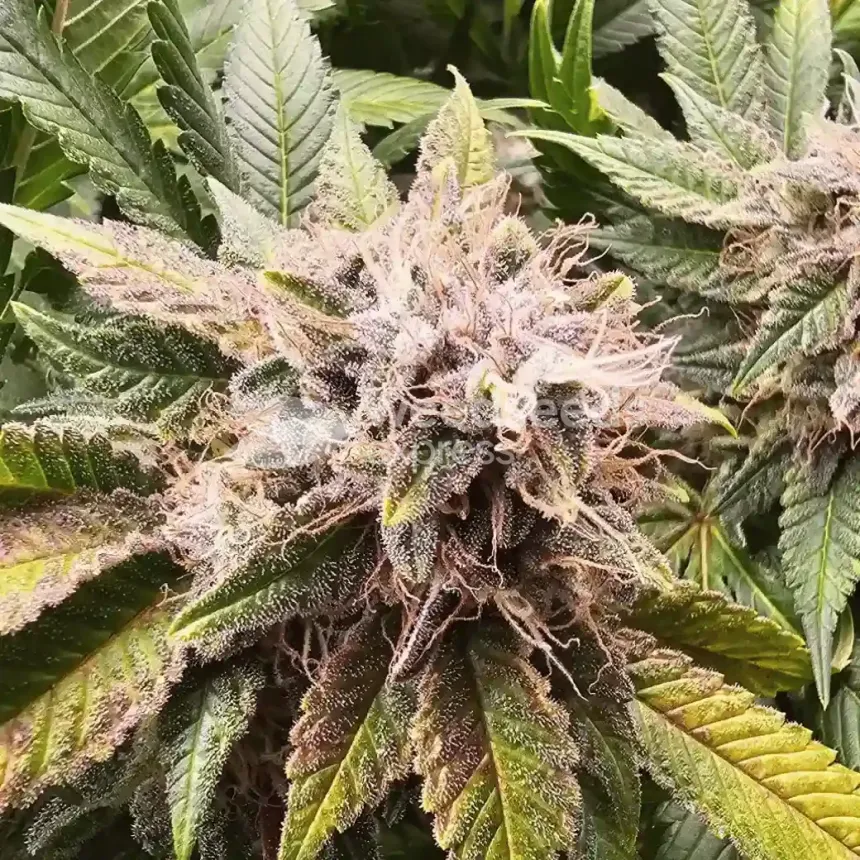 Sleepy Joe OG by WeedSeedsExpress grown by AsNoriu