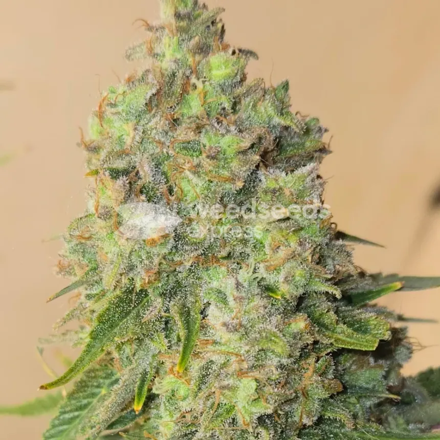 Sleepy Joe OG by WeedSeedsExpress grown by Tropicannibis_Todd