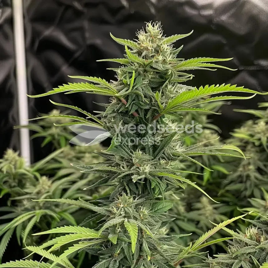 Sour Diesel Feminized by WeedSeedsExpress grown by WSE