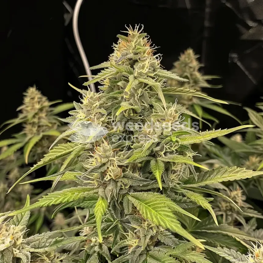 Strawberry Kush Feminized by WeedSeedsExpress grown by WSE