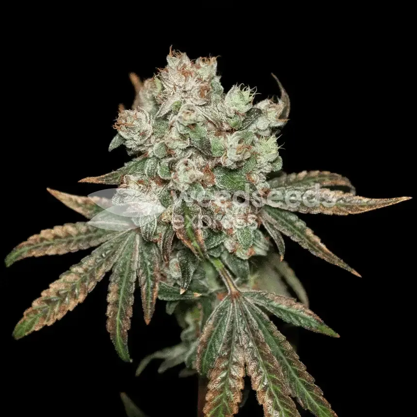 Sunset Sherbet by WeedSeedsExpress grown by Stoneys_Raw_Herb